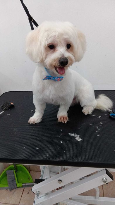 Salon Canin / Tuns Caini / Salon Sector 6 - Frizerie Canina