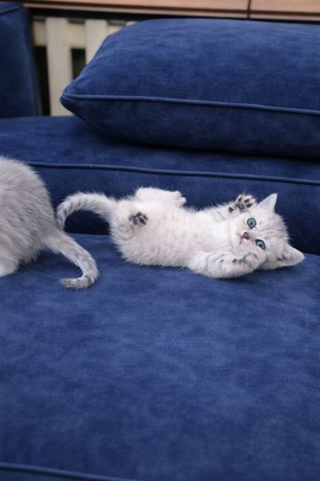 Шиншилла серебро котята