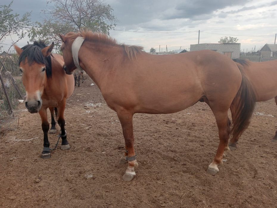 Бие 650000, жуас, сауын.