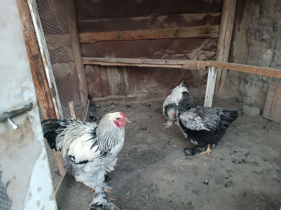 Брама әтеш,10 ай