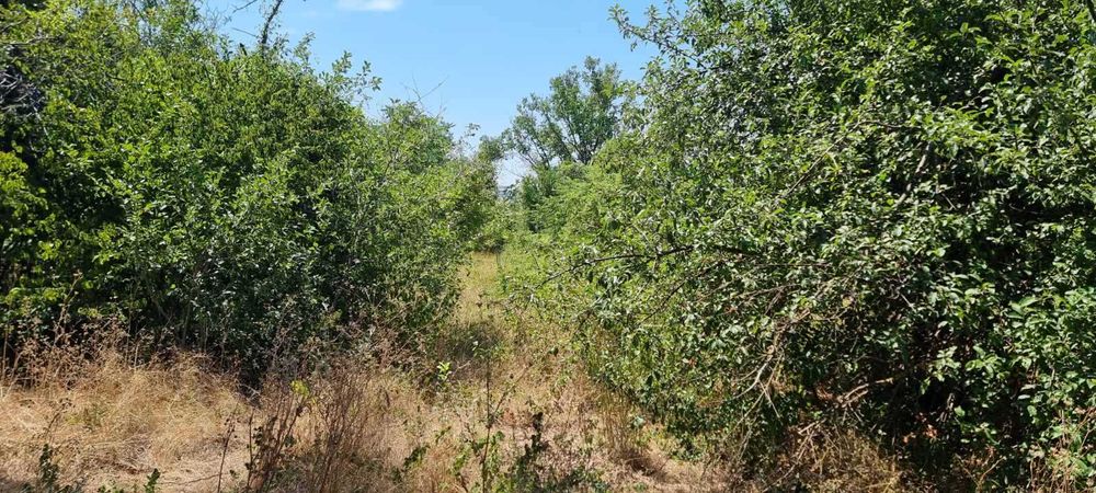 556-Продава се парцел с площ от 800 кв.м. в местността "Обзор"