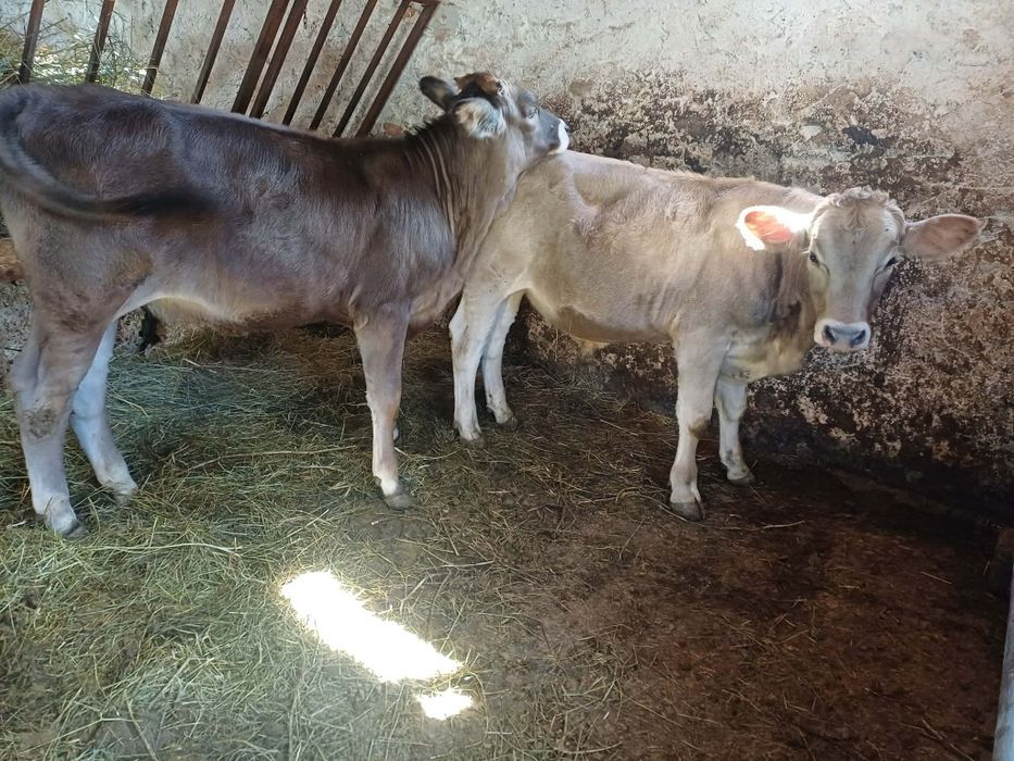 Tauras angus și vitea de monta