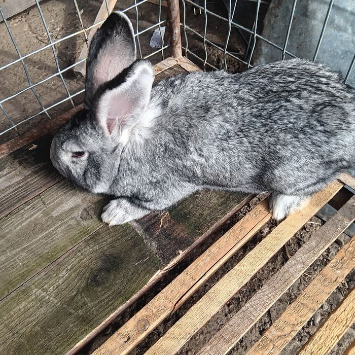 Vind schimb mascul belgian 5 luni