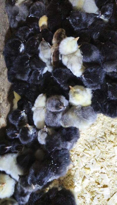 Продаются суточные цыплята