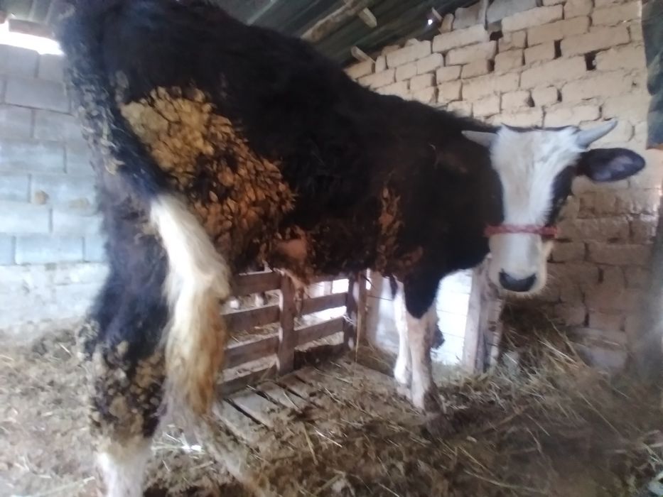 Бұқа сатылады, тез арада