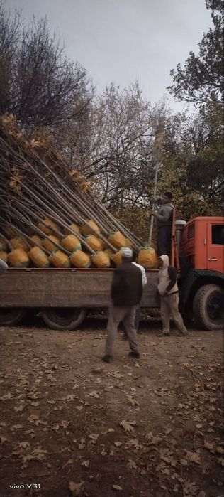 Посадка крупномеров деревьев и саженец