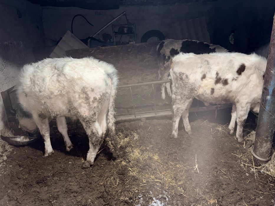 3 бас еркек бузаулар сатылады 1 жас