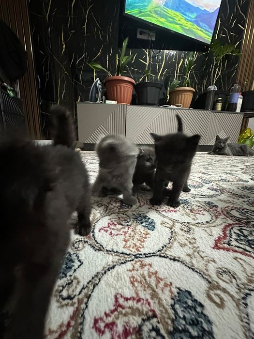 Котенки бесплатно