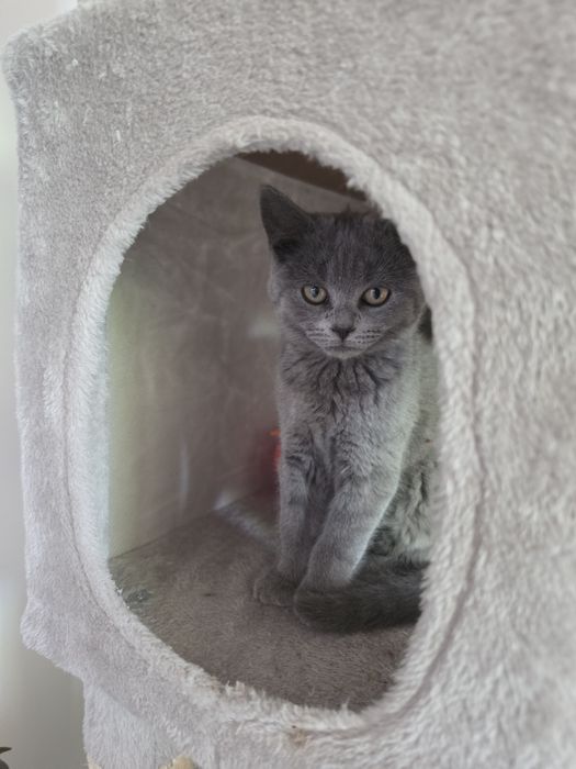 British shorthair