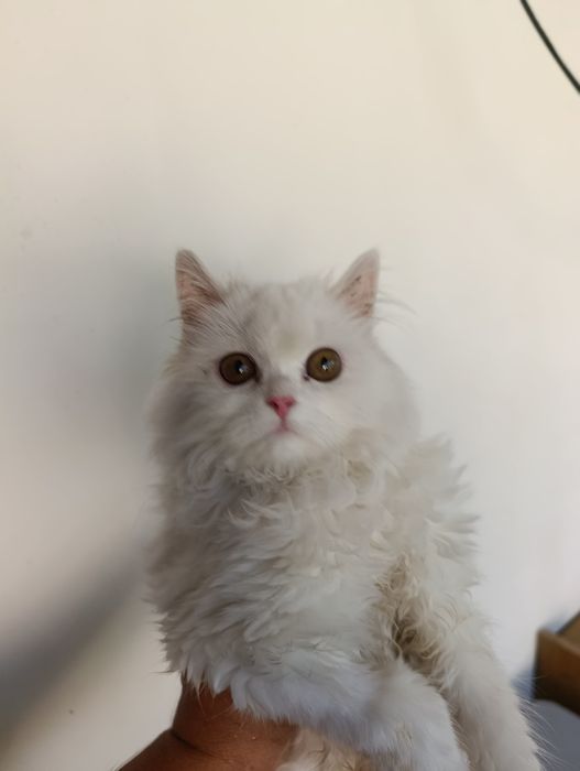 Продам шотландского котёнка