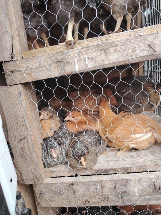 Pui albi de carne și rasa mixta