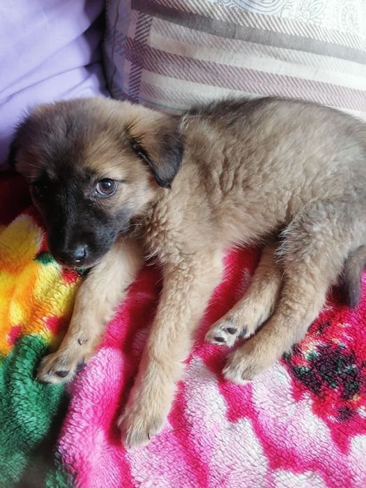 Отдам собачку в хорошие руки девочка.