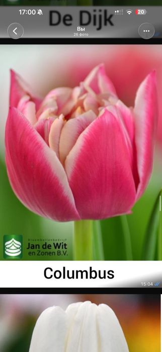 Тюльпаны оптом.