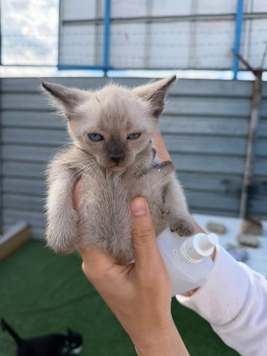 Котята бесплатно