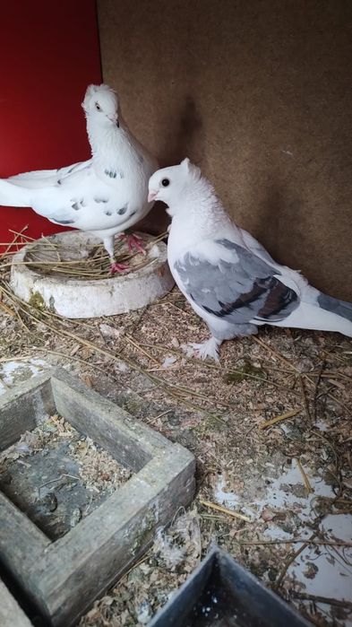 Vand porumbei  curcani voltati