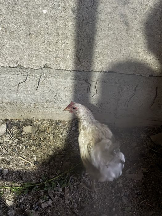Tovuq  bilan xorozlar