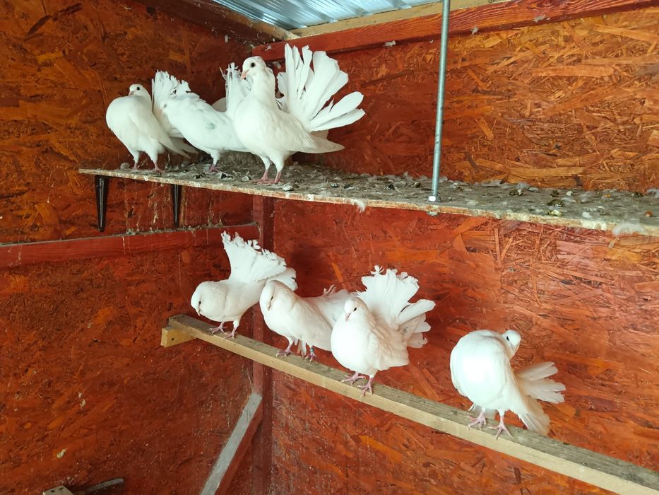 Vând porumbei pava albi