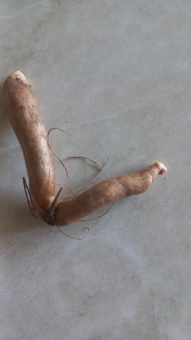 Продам клубни Глоризы