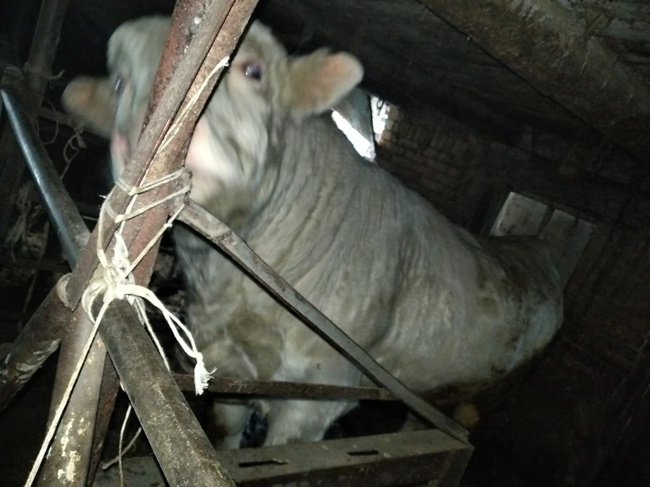 Продам бычок парода (Аулиеколь)