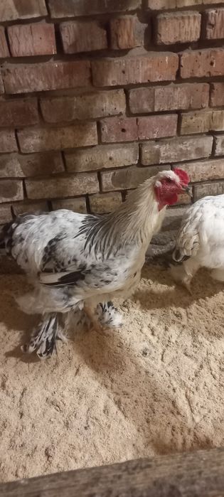 Продам петухов брама
