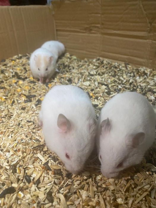 Сирийские хомяки