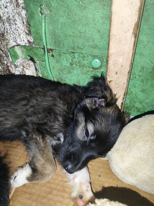 Отдам щенков . .