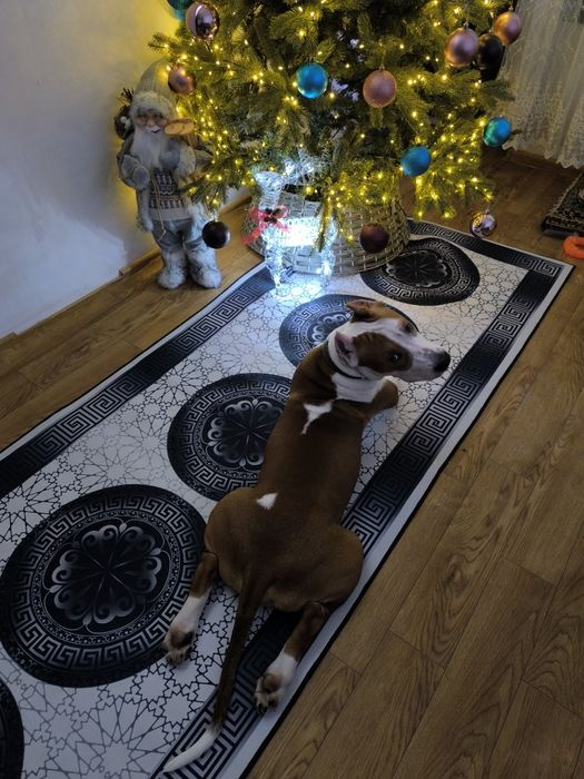 Продам Стаффорда.