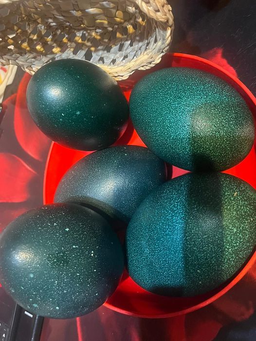 Ouă struti emu de la familii selectate!