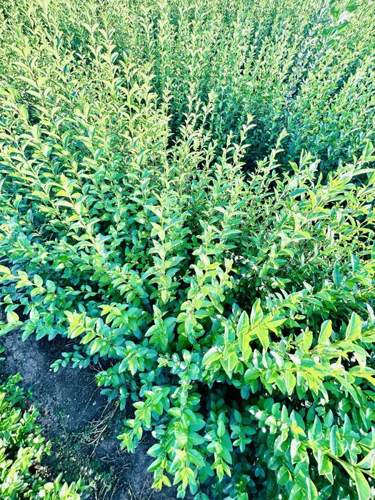 Gard viu - Lemn câinesc - Ligustrum Ovalifolium