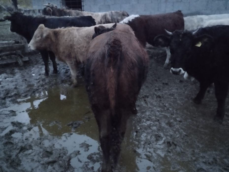 Құнажындар сатылады