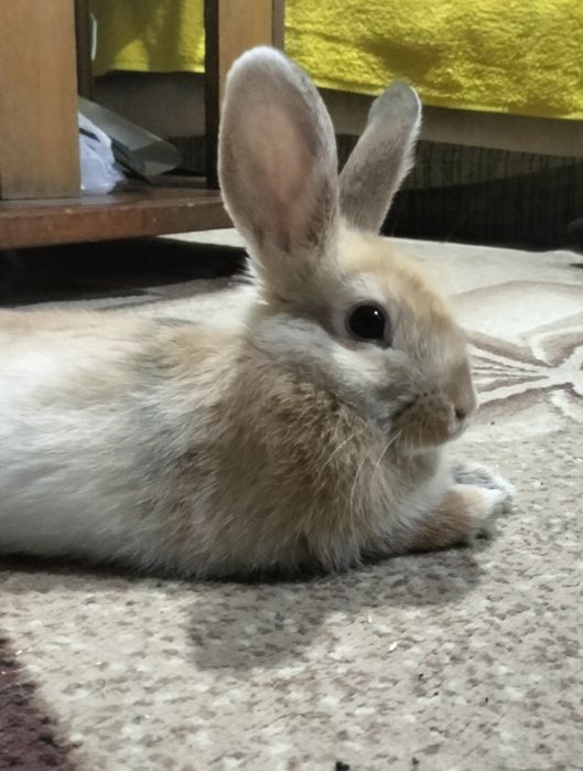 Продам кролика с клеткой.  (девочка)