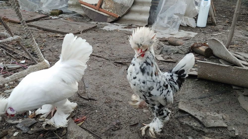 Япон хурозча бор сотувда