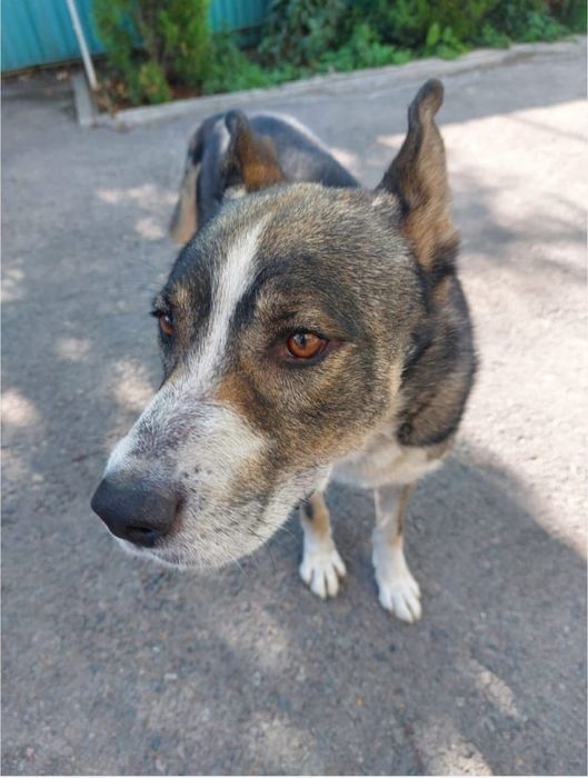 Отдам собачку в хорошее руки