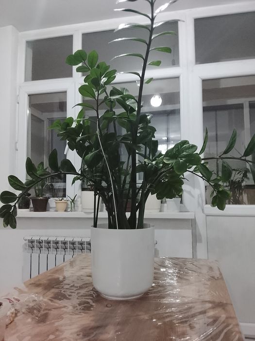 Замиокулькас(Долларовое дерево)