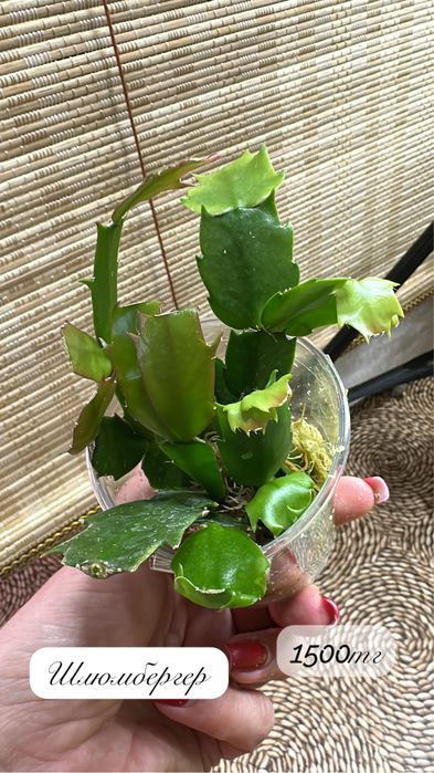 Комнатные растения