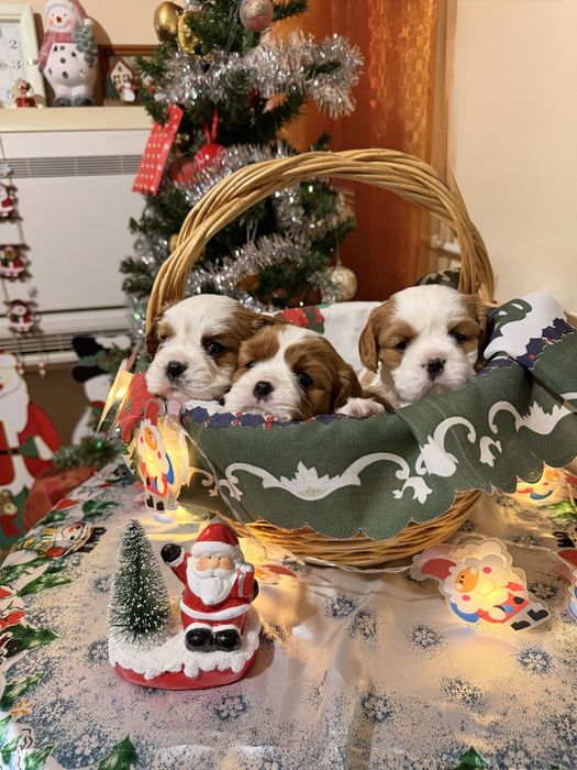 Кавалер Кинг Чарлз Шпаньол