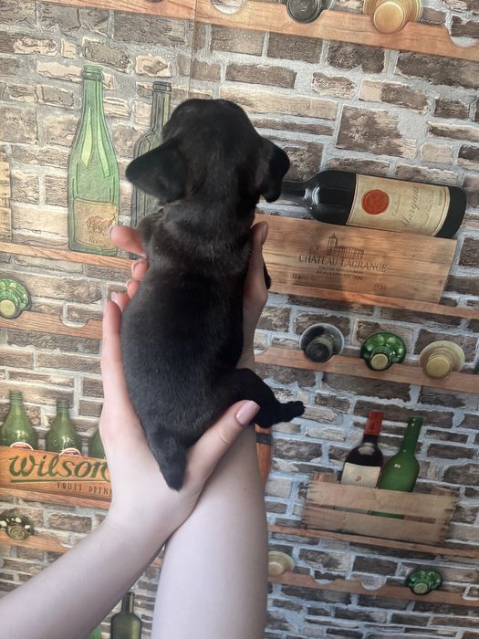 Щенки   французы