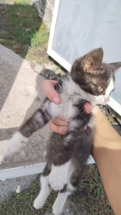 Отдам котенка Бесплатно