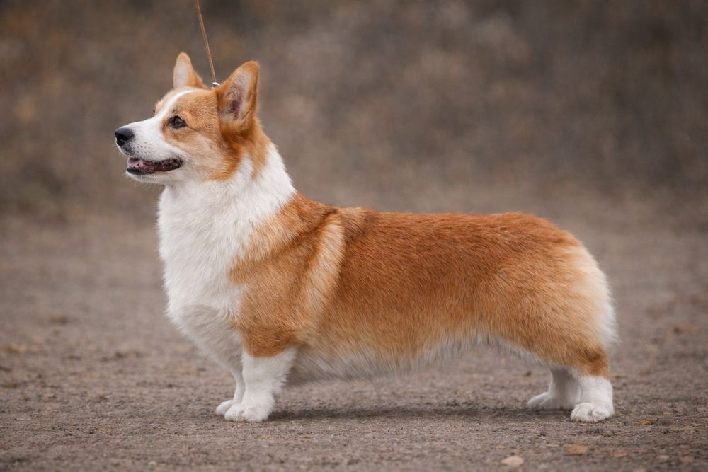 Вельшкорги пемброк