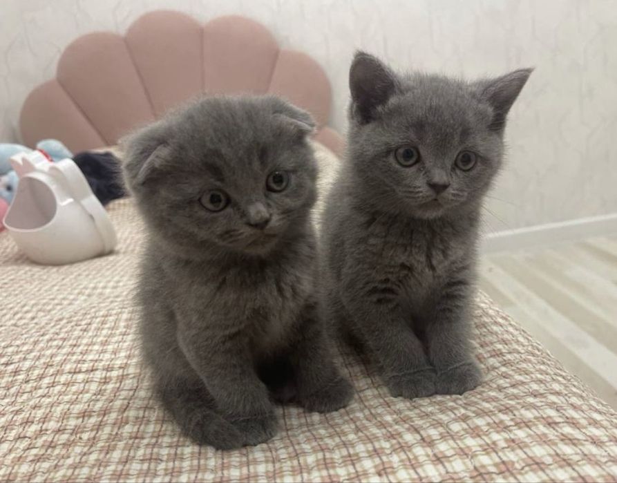 Кошка, Котёнок Шотландская вислоухая