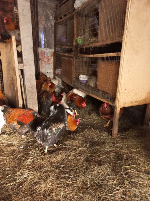 Продам домашних петушков