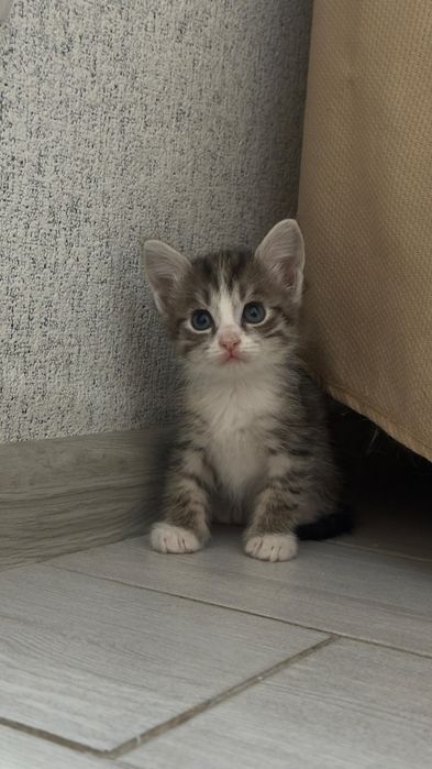 Отдам в добрые руки. Три замечательных котёнка ищут свой дом