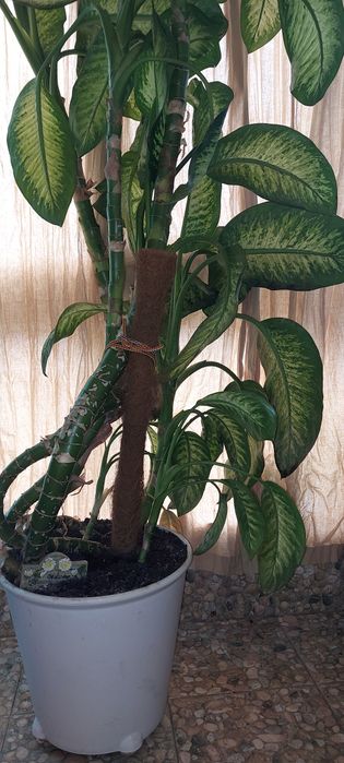 Diefennbachia 2,4 m inaltime