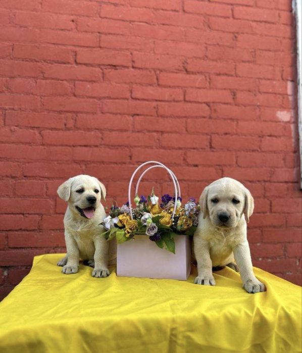 Лабрадоры ретриверы щенки