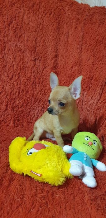 Щенок чихуахуа мальчик