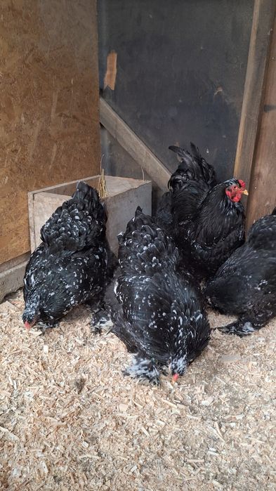 Familie Brahma bobat