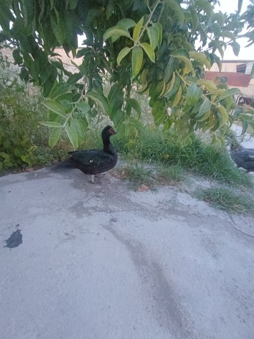 Ordaklar sotiladi indiski ordak 1ta xoʻroz 1ta makyon makyoni tugyapti