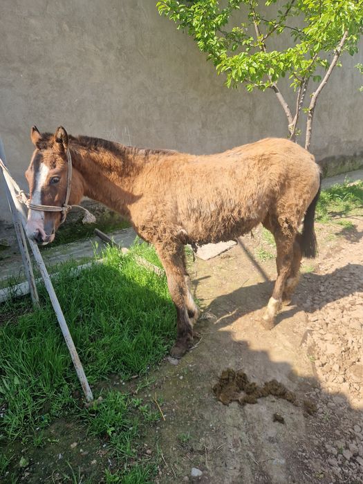 Тай сатылады ургашы