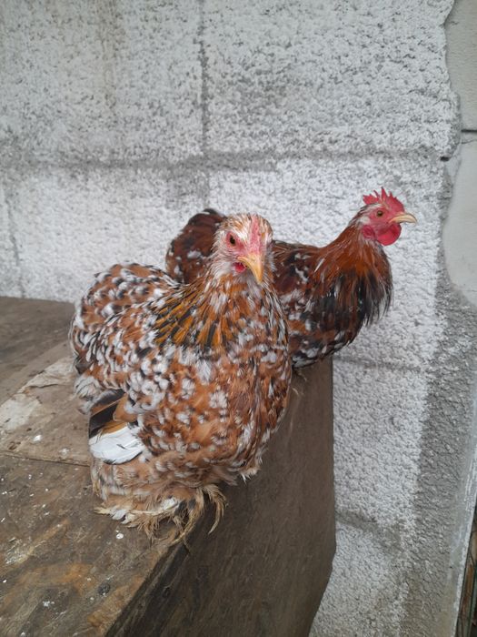 Rase pitice Cochinchina Porțelan și Mii de flori Auriu și Lemon Porțel