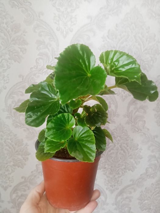 Укоренённые черенки пеларгонии